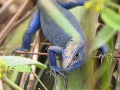 Cnemidophorus espeuti