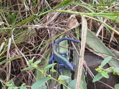Cnemidophorus espeuti