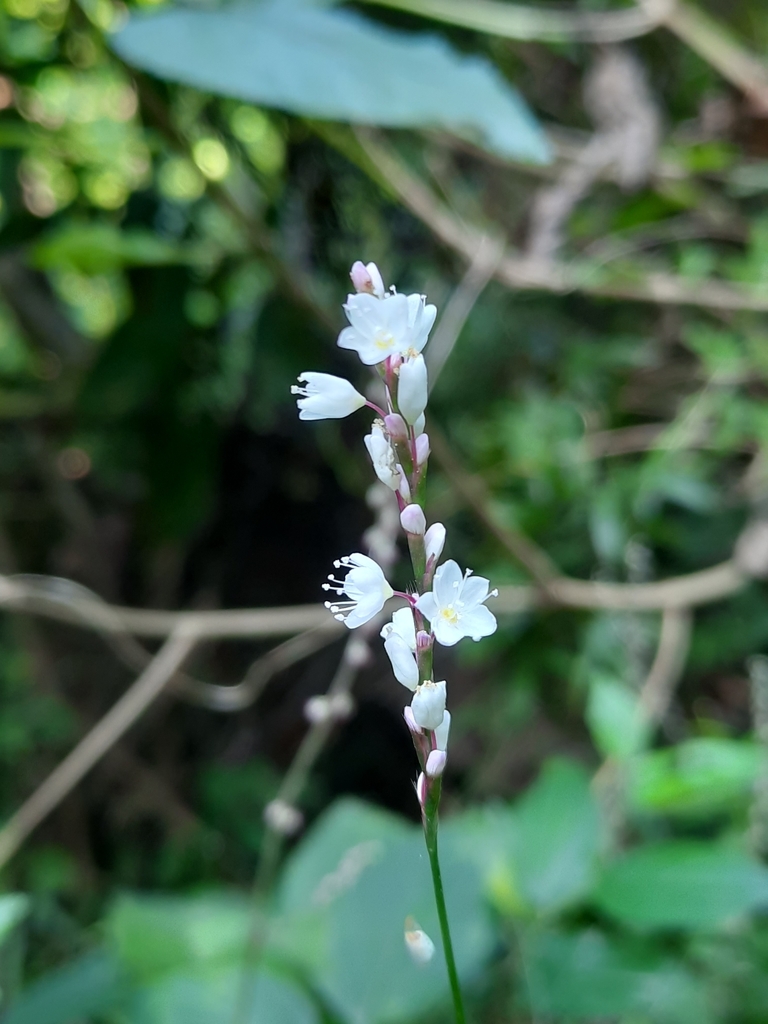 Persicaria jucunda (Persicaria jucunda)