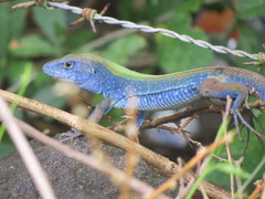 Cnemidophorus espeuti