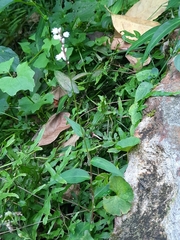 Persicaria jucunda