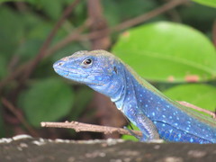 Cnemidophorus espeuti