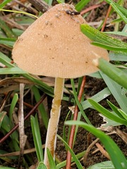 Conocybe coprophila