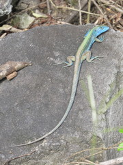Cnemidophorus espeuti