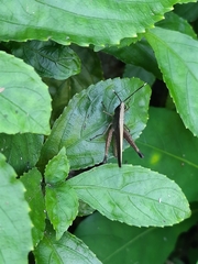 Phlaeoba antennata