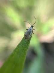 Diabrotica decempunctata