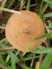 Conocybe coprophila