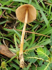 Conocybe coprophila