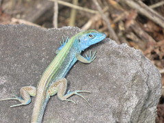 Cnemidophorus espeuti