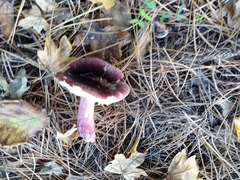 Russula queletii