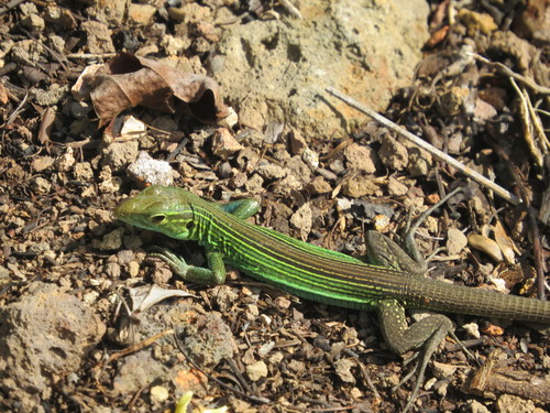 Rainbow lizard, Cnemidophorus espeuti