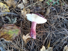 Russula queletii