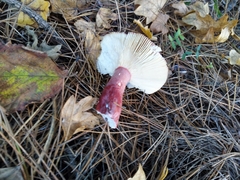 Russula queletii