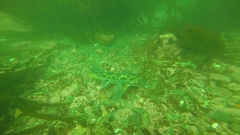 Callorhinchus callorynchus