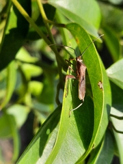 Riptortus linearis