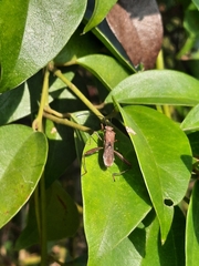 Riptortus linearis