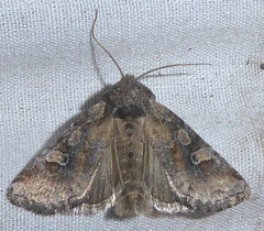 Lacinipolia lustralis