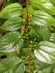 Trema cannabina