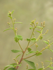 Lepidaploa canescens