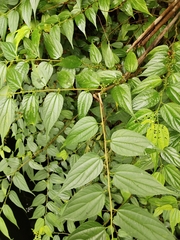 Trema cannabina