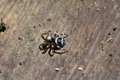 Corythalia vervloeti