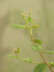 Lepidaploa canescens