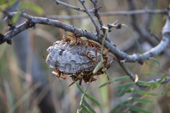 Polistes apachus apachus