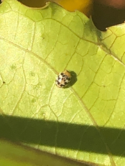 Psyllobora vigintimaculata