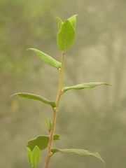Lepidaploa canescens