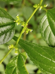 Trema cannabina