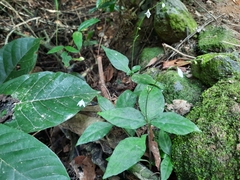 Codonacanthus pauciflorus