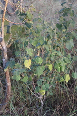 Allowissadula lozanoi