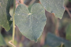 Allowissadula lozanoi