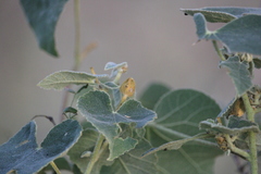 Allowissadula lozanoi