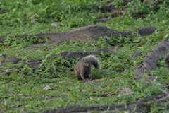 Callosciurus erythraeus thaiwanensis