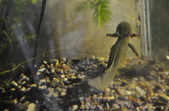 Ambystoma mexicanum