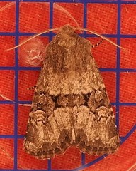 Luperina nickerlii