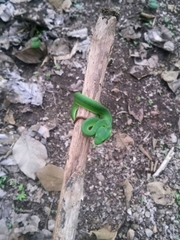 Trimeresurus insularis