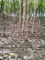 Trimeresurus insularis