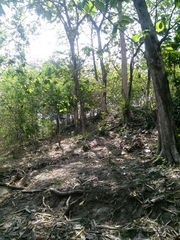 Trimeresurus insularis