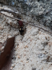 Eotrogaspidia auroguttata