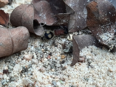 Eotrogaspidia auroguttata