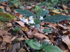 Codonacanthus pauciflorus