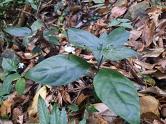 Codonacanthus pauciflorus