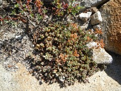 Sedum obtusatum