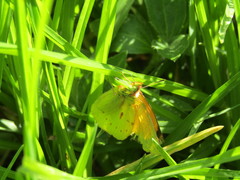 Colias lesbia