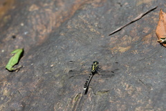 Hemigomphus