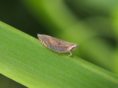 Lophops carinata