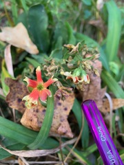 Kalanchoe integra