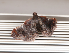Scenedra decoratalis